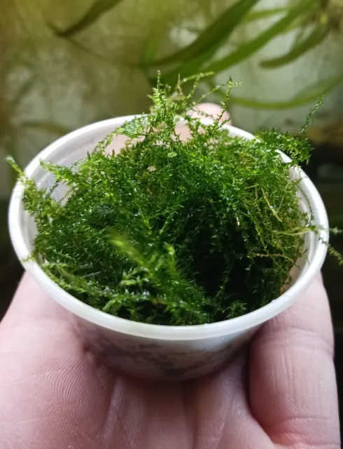 Java Moss 2oz Cup portion BUY 2 GET ONE FREE!