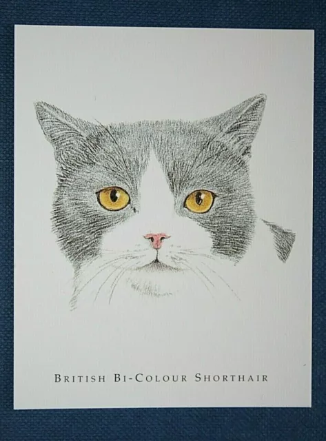 BRITISH BI COLOUR SHORTHAIR CAT    Portrait Card WC30