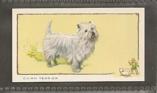 1934 UK Dog Art Full Body Study Portrait Gallaher Cigarette Card CAIRN TERRIER