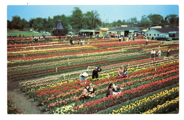 Postcard MI It's Tulip Time in Holland Michigan Every May 1952 Unposted Chrome