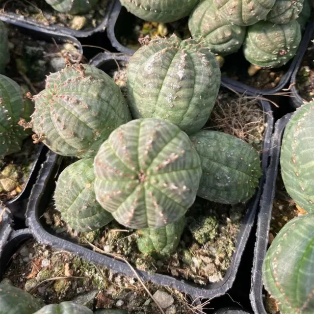 Euphorbia Obesa Hybrid Multi-Head Succulent Cactus Live Plant Cactaceae Rare Pot 2
