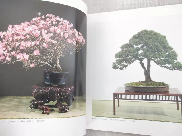 BONSAI KOKUFU Exhibition 56th Art Photo Book Pictorial Japan 1982 3