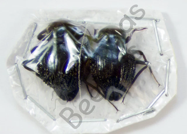 Beetles, Insects & Butterflies, Animals, Collectibles - PicClick CA
