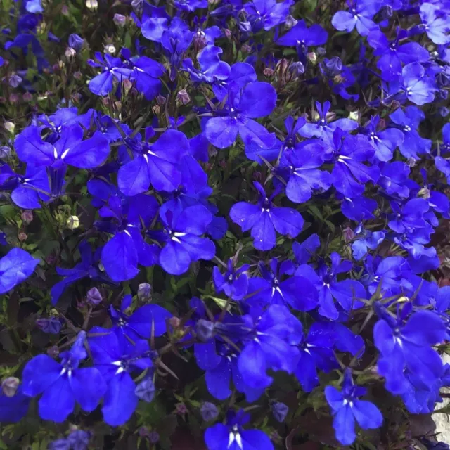 LOBELIA CRYSTAL PALACE FLOWER SEEDS Blue Flower Garden Lobelia Seeds