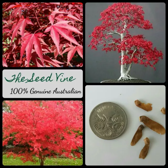 10+ JAPANESE RED LEAF MAPLE SEEDS (Acer palmatum Atropurpureum) Autumn Bonsai