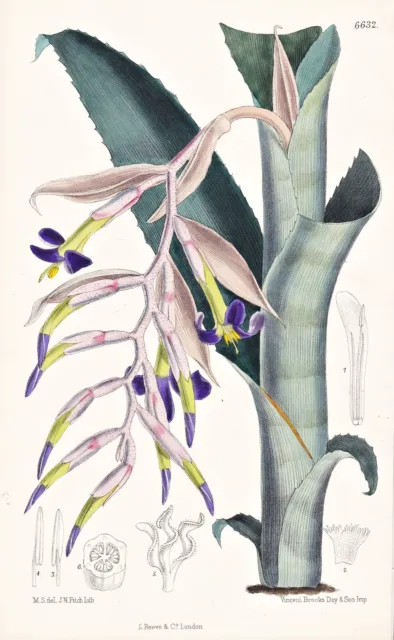 Billbergia Euphemiae Brasil Flower Botany Lithograph Curtis 6632