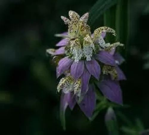 50 + Monarda à Pois Abeille Baume Fleur Graines / Cerf Résistant Vivace/Cadeau