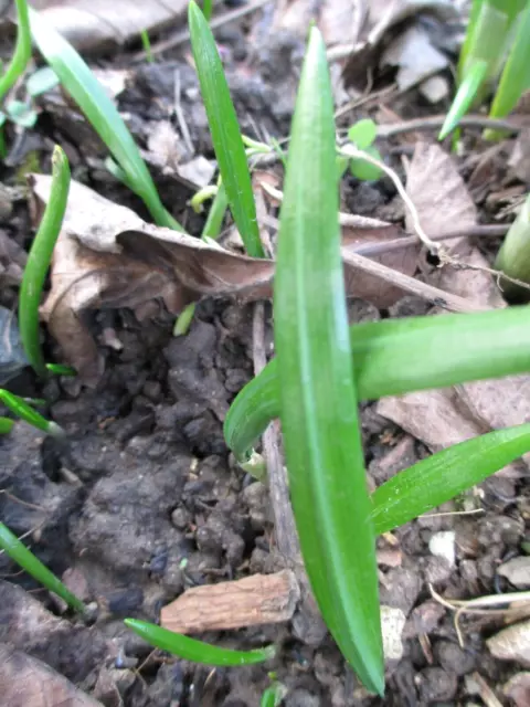 15 Wunder-Lauch_Einblatt_Berliner Bärlauch_Allium paradoxum_Wilder Kaukasuslauch