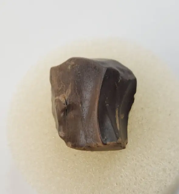 Triceratops 0.61" Dinosaur Tooth Fossil - Hell Creek Fm. - Garfield Co, MT