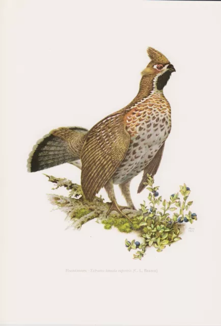 Haselhuhn Tetrastes bonasia Waldhuhn Rauhfußhuhn   Farbdruck 1958 Ornithologie