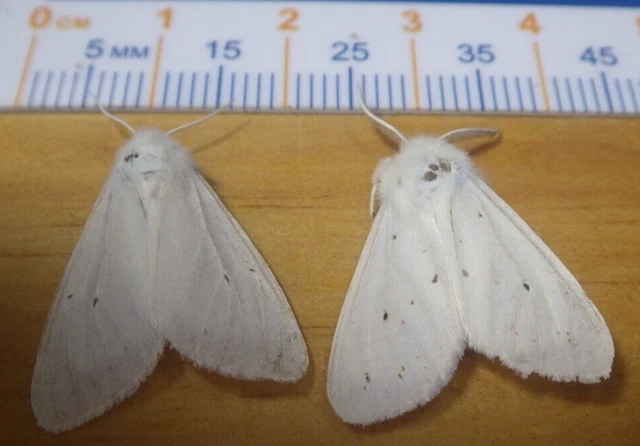 2X Virginian Tiger Moths Spilosoma virginica Erebidae Arctiinae EC Illinois H18
