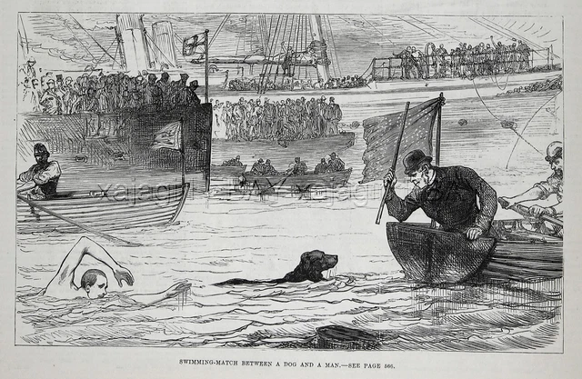 Dog Flat-Coated Retriever in Swimming Race with Man, Large 1880s Antique Print