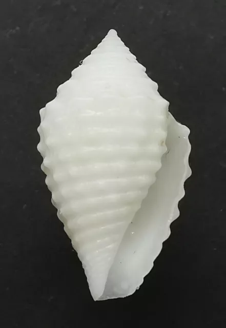 SHELL CONCHIGLIA JASPIDICONUS TOINCABRALI mm.17,4 BRAZIL