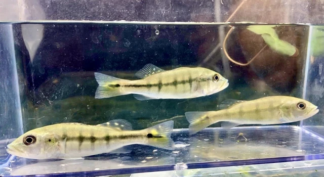 Intermedia Peacock Bass