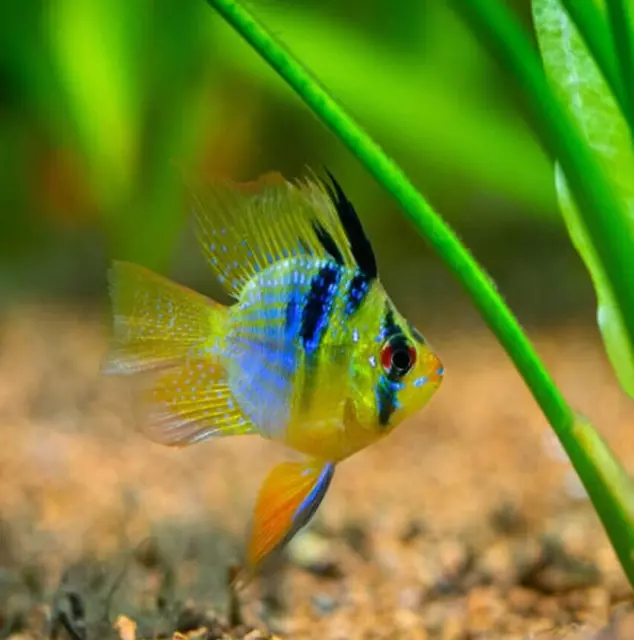 1 TRIO - Cichlid Rams Short Body - Angel German Blue Balloon Ram - RARE FISH
