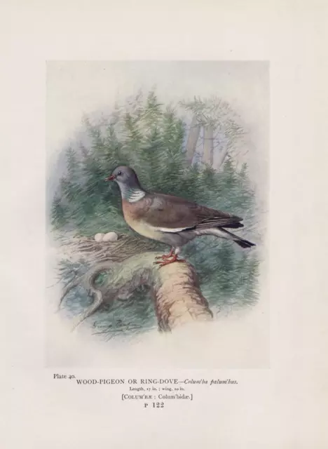 Ringeltaube (Columba palumbus)  Gelege Eier FARBDRUCK von 1910 Wood pigeon