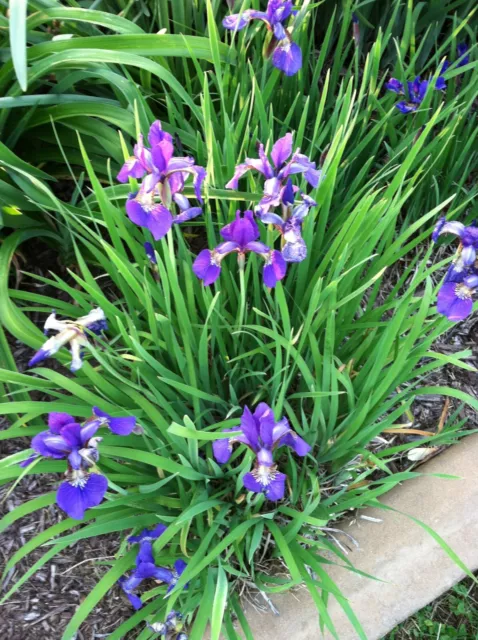 Siberian IRIS ~ Bright Purple ~  Large clump 25+ LIVE PLANT Clump