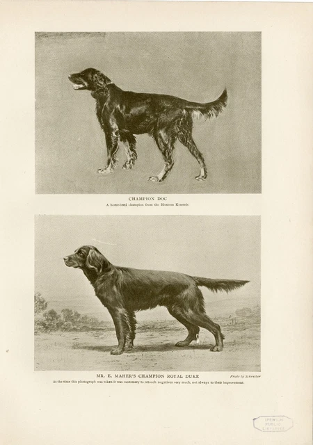 Gordon Setter Named Dogs Original Antique Dog Print Page From 1906