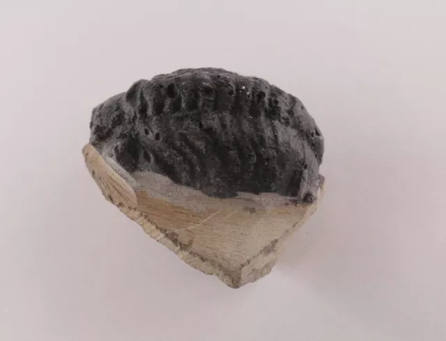 Trilobit Gerastos Fossil Marokko Gliederfüßer Fossilien Trilobite