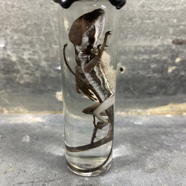 Slightly Unusual, Weird Stuff, Everything Else - PicClick