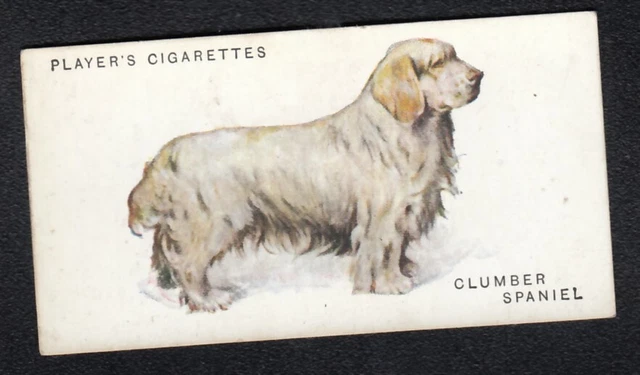 CLUMBER SPANIEL Vintage 1931 Arthur Wardle Dog Painting Card