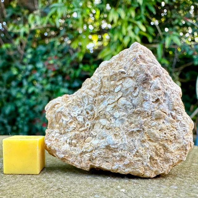 Jurassic Coral Fossil from Wiltshire, UK - Genuine Fossils for Sale