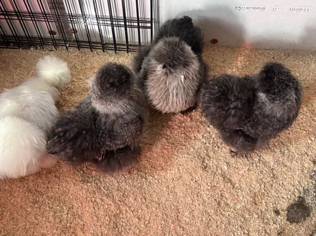 6+ Extra Columbian, Gray, Cuckoo Silkie Hatching Eggs NPIP Clean