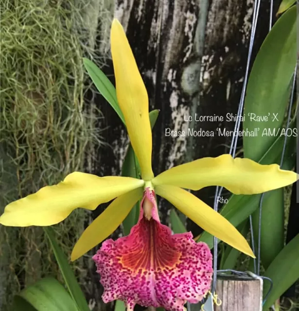 Bc. Keowee ‘ Mendenhall’ near blooming size fragrant spotted Orchid hybrid