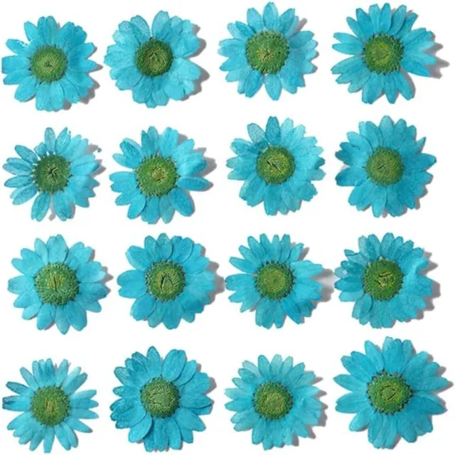 2-4cm Blue Dried Daisy Pressed Flowers Lake Blue Pressed Flower  For Resin DIY