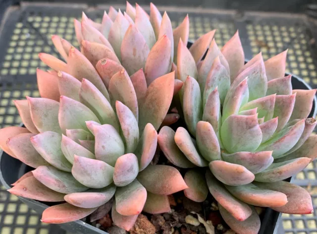 Succulent CUTTING - Echeveria Peacockii x Setosa