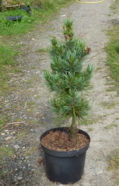 Pinus parviflora Bonnie Bergman - grafted  in 3L pot bonsai subject