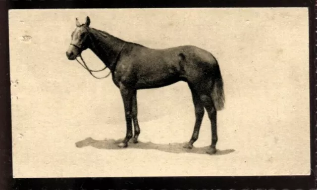 Tobacco Card, Sandorides Lucana, FAMOUS RACEHORSES, 1926, Caligula, #36