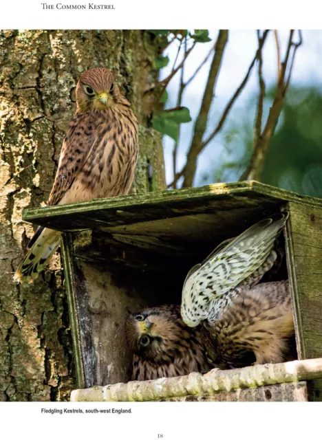 The Common Kestrel by Richard Sale (Winner of TWS USA book of the year in 2021) 2