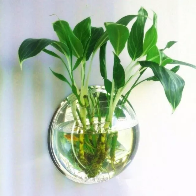 Hanging Wall Mounted Fish Tank Goldfish Aquarium Bowl Bubble Terrarium Clear Box