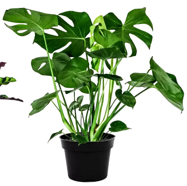 Monstera Swiss Cheese Soil - Indoor Plant Potting Compost - 1 - 33 LITRES