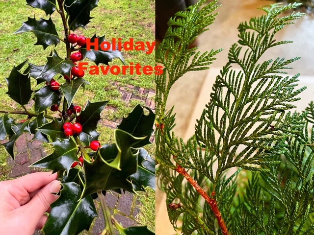 Fresh 10 American Holly Branch Cuttings 10 Red Cedar for Christmas Creations