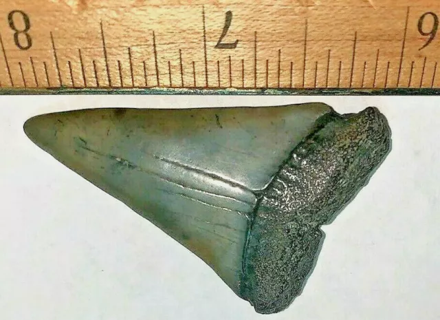 2 Inch Long Mako Shark Big Tooth Extinct Giant Real Fossil Relic Genuine Large