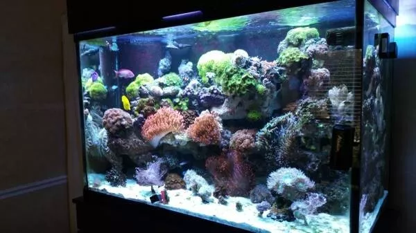 150 gallon extra tall marineland aquarium, stand, hood - used for saltwater reef