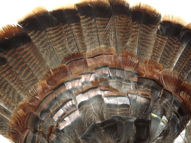 60 Kit De Plumas De Ventilador Señuelo, Adulto Oriental Pavo Salvaje