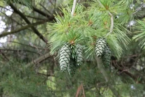 Pinus armandii (Chinese White Pine) - 4 seeds