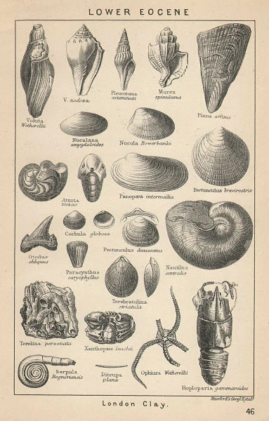 BRITISH FOSSILS. Lower Eocene - London Clay. STANFORD 1907 old antique print