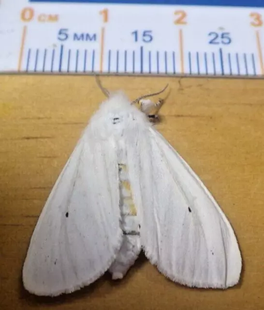 Virginian Tiger Moth Spilosoma virginica Erebidae Arctiinae East Central IL H13