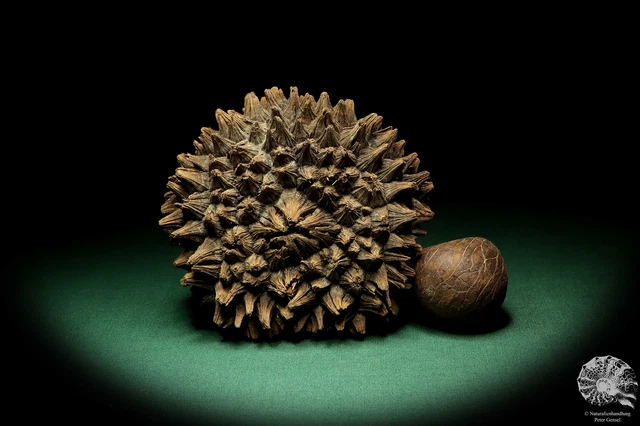 Phytelephas macrocarpa Sudamérica palma reciente frutos secos fruta seca decoración