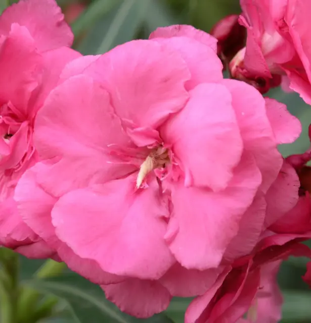 Nerium oleander cv "LOREDANA" DARK PINK 30-60cm