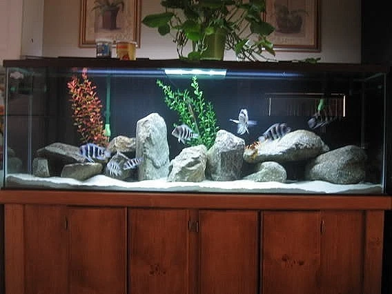Super White Fish Tank Aquarium Sand  Cichlid / Stingrays/  Discus  42 Lb's 6