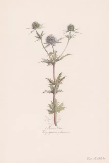 Eryngium planum Mannstreu  Farbdruck von 1954 Elsa Felsko