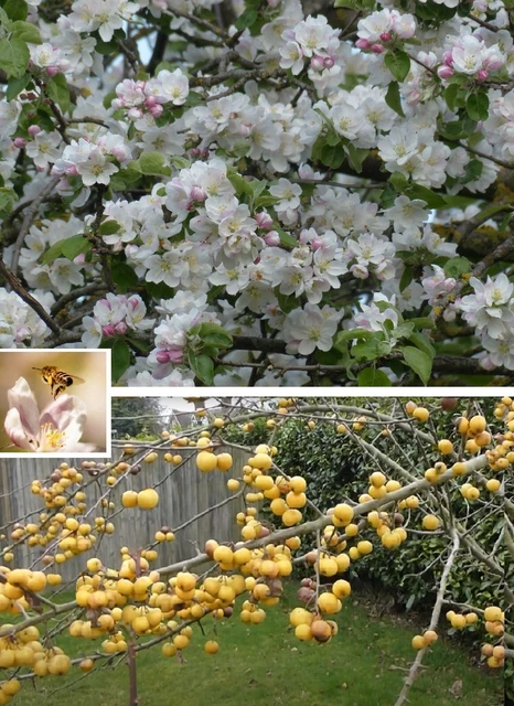 2 WINTERHARTE OBSTBÄUME Birne Apfel schnellwüchsig exotische Pflanzen