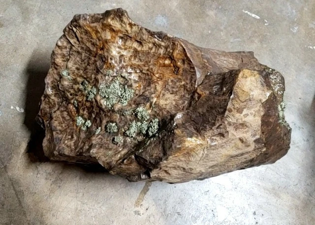 Large Wyoming Petrified Wood Log Branch Fossilized Stump Petrified Knot 20lbs