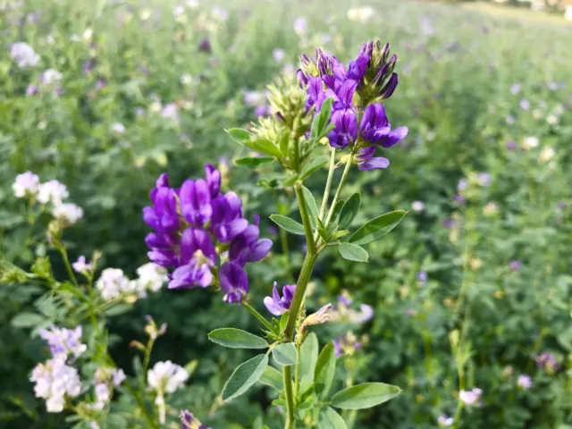 +10000 Samen Medicago sativa - LUZERNE Ewiger Klee Futter ALFALFA Gründünger 🐝