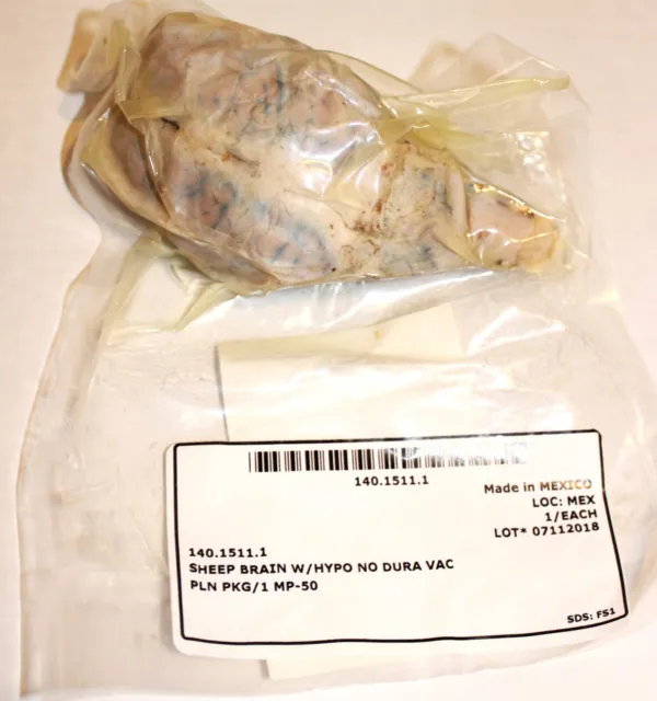 Medical School Surgical Dissection Sheep Brain W/Hypo No Dura Vac 140.1511.1